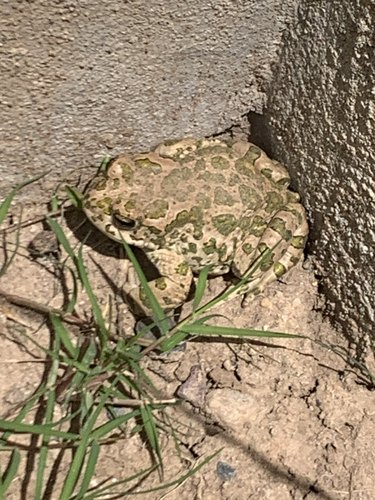 Green Toad