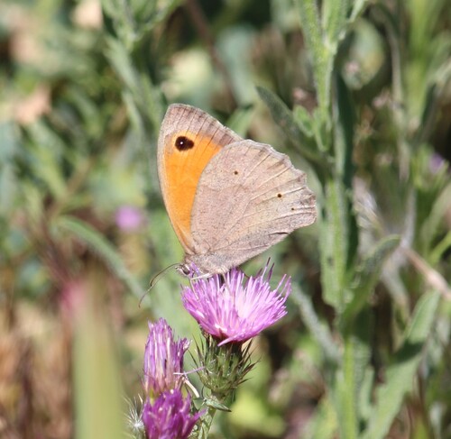 Meadow Brown