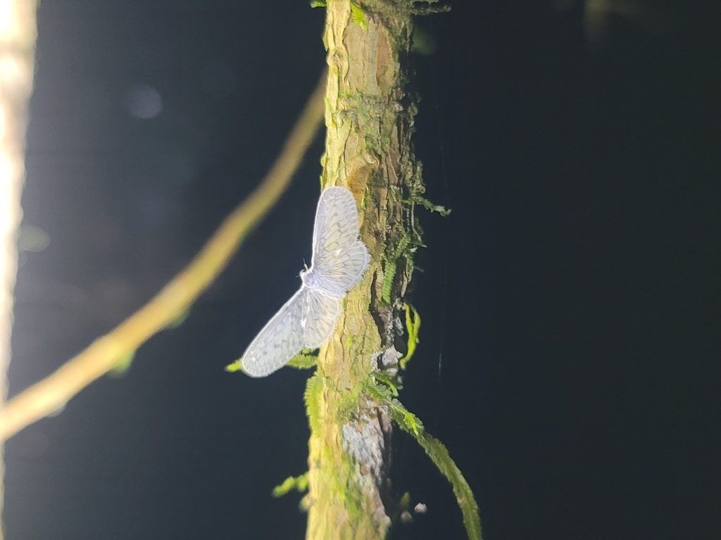 Mysidia ariasi