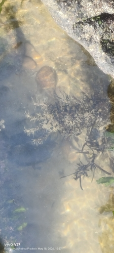 Dynamena crisioides observed 2026-05-18