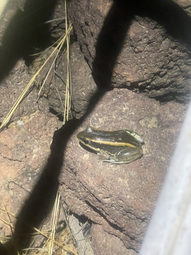 Galam white-lipped frog