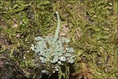 Cladonia rigida