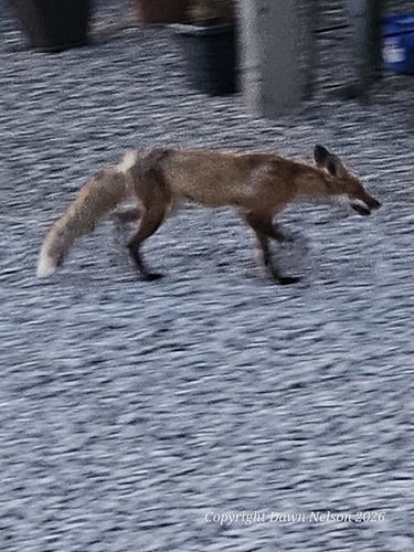 Red Fox photographed in Michigan