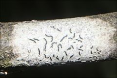 Halegrapha mucronata