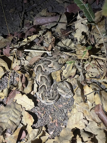 Puff Adder