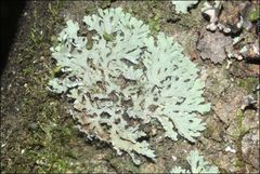 Heterodermia hypocaesia