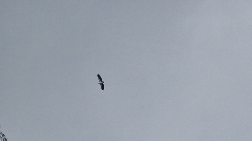 Haliaeetus leucogaster