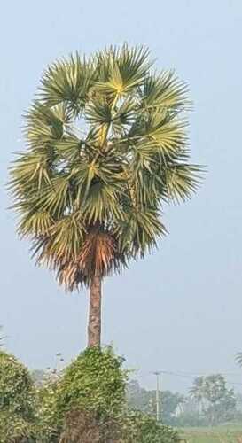 Asian Palmyra Palm