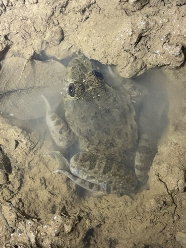 Crowned bullfrog