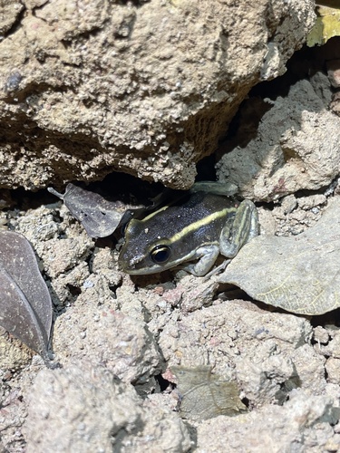 Galam white-lipped frog