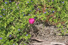 Callirhoe involucrata