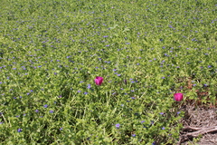 Callirhoe involucrata