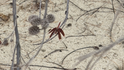 Neurothemis fluctuans