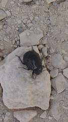 Pimelia