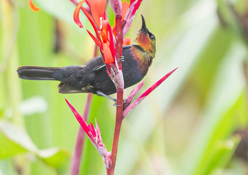 Copper Sunbird