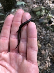 Eurycea multiplicata