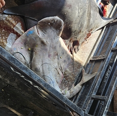 Indonesian Angel Shark photo 1