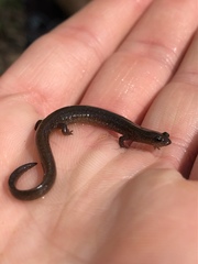 Eurycea multiplicata