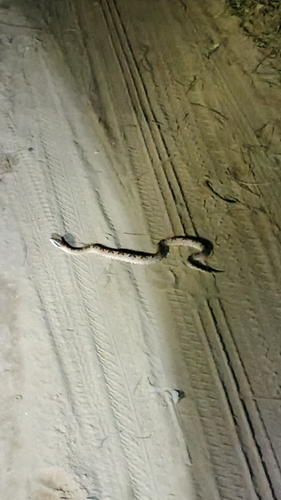 Calloselasma rhodostoma