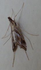 Lineodes
