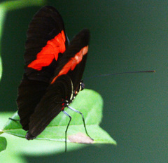 Heliconius erato hydara