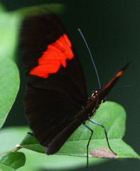 Heliconius erato hydara