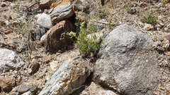 Spermolepis lateriflora