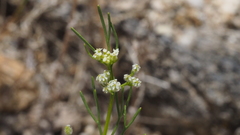 Spermolepis lateriflora