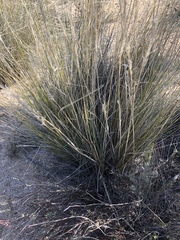 Hilaria rigida