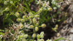 Spermolepis lateriflora