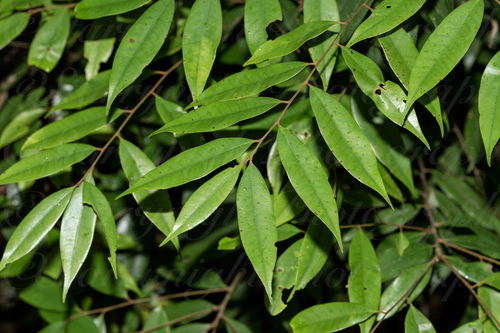Castanopsis fargesii