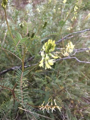 Astragalus trichopodus antisellii