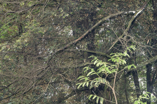 Chestnut Bulbul