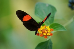 Heliconius erato hydara