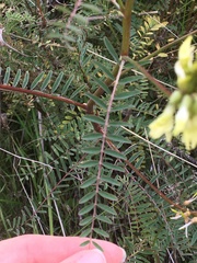 Astragalus trichopodus antisellii