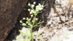 Spermolepis lateriflora