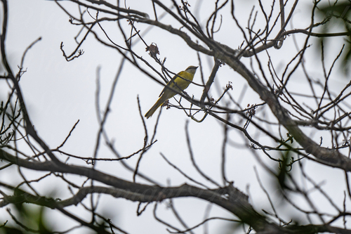 Gray-chinned Minivet
