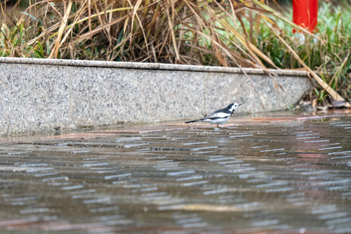 White Wagtail