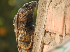Iguanidae