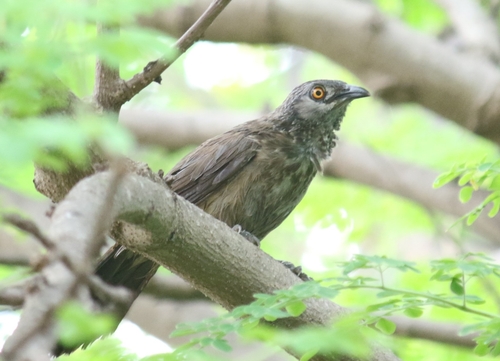 iNaturalist image