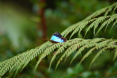 Lymanopoda caeruleata
