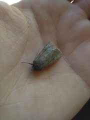 Agrotis admirationis