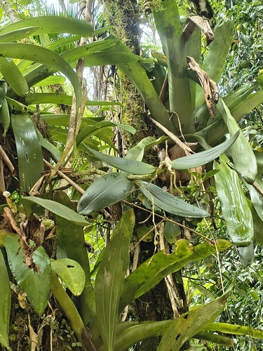 Cattleya forbesii