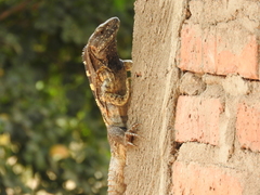 Iguanidae