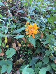 Pseudogynoxys haenkei