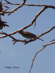 Cyanocompsa parellina