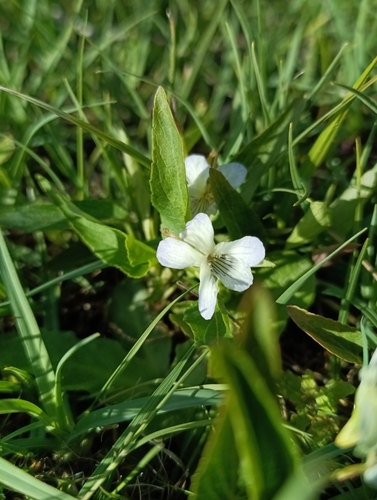 Viola stagnina, photograph 2
