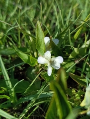 Viola stagnina, photograph (c) Michal Honskus, some rights reserved (CC BY)