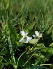 Viola stagnina, photograph (c) Michal Honskus, some rights reserved (CC BY)
