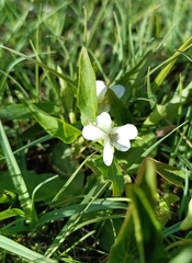 Viola stagnina, photograph (c) Michal Honskus, some rights reserved (CC BY)